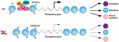 Mammalian SWI/SNF Chromatin Remodeling Complexes in Embryonic Stem Cells: Regulating the Balance Between Pluripotency and Differentiation